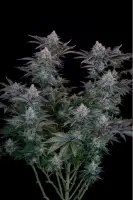 420 Fast Buds - Gorilla Cookies FF - Fastflowering 3 Stk feminisiert