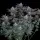 420 Fast Buds - Gorilla Cookies FF - Fastflowering 3 Stk feminisiert