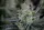 420 Fast Buds - Gorilla Cookies FF - Fastflowering 3 Stk feminisiert