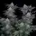 420 Fast Buds - Gorilla Cookies FF - Fastflowering 3 Stk feminisiert