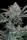 420 Fast Buds - Gorilla Cookies FF - Fastflowering 3 Stk feminisiert