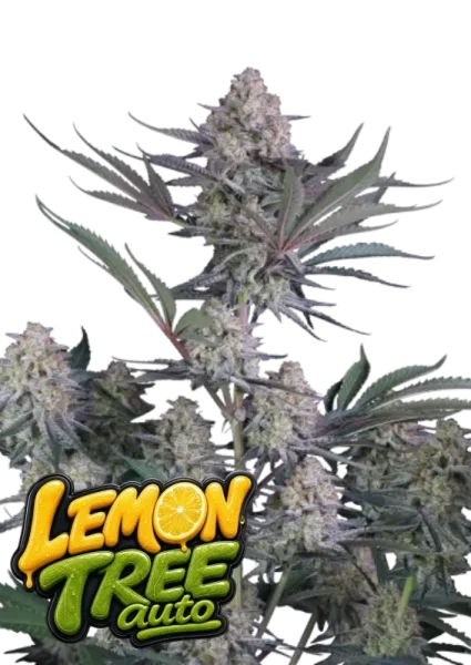 420 Fast Buds - Lemon Tree Auto™ - 1 Stk feminisiert