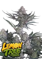 420 Fast Buds - Lemon Tree Auto™ - 1 Stk feminisiert