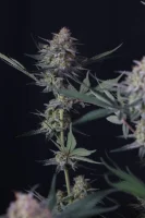 420 Fast Buds - Lemon Tree Auto™ - 1 Stk feminisiert
