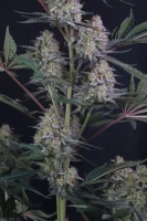 420 Fast Buds - Lemon Tree Auto™ - 1 Stk feminisiert