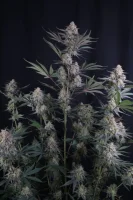 420 Fast Buds - Lemon Tree Auto™ - 1 Stk feminisiert