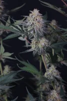 420 Fast Buds - Lemon Tree Auto™ - 1 Stk feminisiert