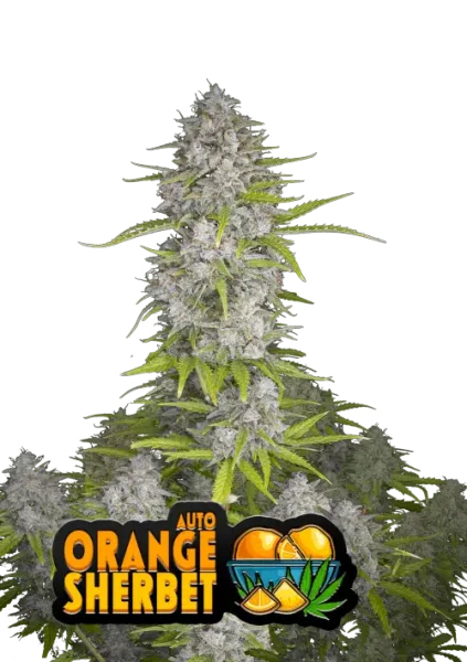 420 Fast Buds - Orange Sherbet Auto - 1 Stk feminisiert