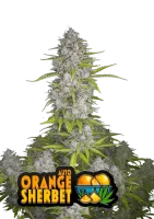 420 Fast Buds - Orange Sherbet Auto - 1 Stk feminisiert