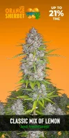 420 Fast Buds - Orange Sherbet Auto - 1 Stk feminisiert