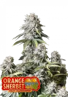 420 Fast Buds - Orange Sherbet FF - Fastflowering - 3 Stk...