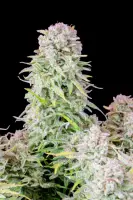 420 Fast Buds - Original Auto Afghan Kush - 3 Stk feminisiert