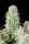 420 Fast Buds - Original Auto Afghan Kush - 3 Stk feminisiert