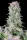 420 Fast Buds - Original Auto Afghan Kush - 3 Stk feminisiert