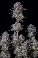 420 Fast Buds - Original Auto Blueberry - 3 Stk feminisiert