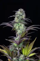 420 Fast Buds - Original Auto Blueberry - 3 Stk feminisiert