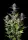 420 Fast Buds - Original Auto Blueberry - 3 Stk feminisiert