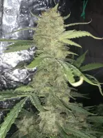 420 Fast Buds - Originals Auto OG Kush - 3 Stk feminisiert