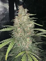 420 Fast Buds - Originals Auto OG Kush - 3 Stk feminisiert