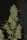 420 Fast Buds - Originals Auto OG Kush - 3 Stk feminisiert