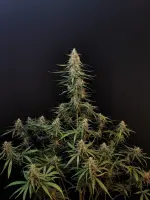 420 Fast Buds - Originals Auto Sour Diesel - 3 Stk feminisiert