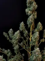 420 Fast Buds - Originals Auto Sour Diesel - 3 Stk feminisiert