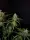 420 Fast Buds - Originals Auto Sour Diesel - 3 Stk feminisiert