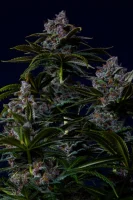420 Fast Buds - Purple Lemonade FF - Fastflowering - 3 Stk feminisiert
