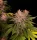 420 Fast Buds - Purple Lemonade FF - Fastflowering - 3 Stk feminisiert