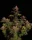 420 Fast Buds - Purple Lemonade FF - Fastflowering - 3 Stk feminisiert