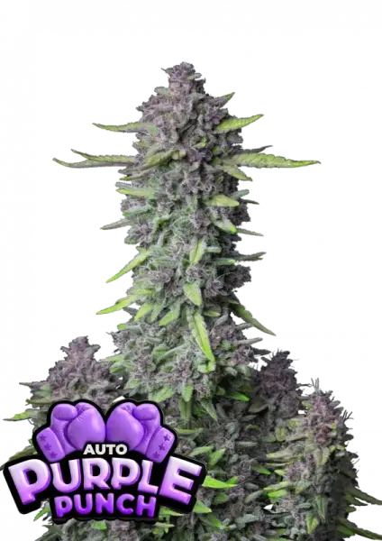 420 Fast Buds - Purple Punch Auto™ - 3 Stk feminisiert
