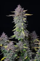 420 Fast Buds - Purple Punch Auto™ - 3 Stk feminisiert