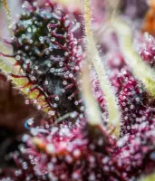 420 Fast Buds - Purple Punch Auto™ - 3 Stk feminisiert