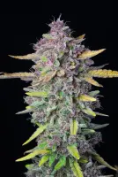 420 Fast Buds - Purple Punch Auto™ - 3 Stk feminisiert