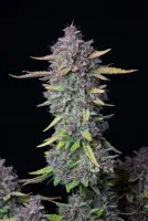 420 Fast Buds - Purple Punch Auto™ - 3 Stk feminisiert