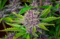 420 Fast Buds - Purple Punch Auto™ - 3 Stk feminisiert