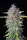 420 Fast Buds - Purple Punch Auto™ - 3 Stk feminisiert