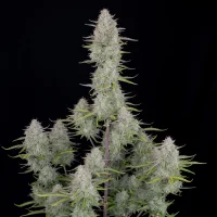 420 Fast Buds - Wedding Cheesecake Auto - 3 Stk feminisiert