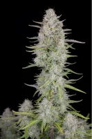 420 Fast Buds - Wedding Cheesecake Auto - 3 Stk feminisiert