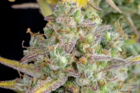 420 Fast Buds - Wedding Cheesecake Auto - 3 Stk feminisiert