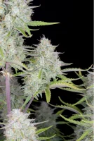 420 Fast Buds - Wedding Cheesecake Auto - 3 Stk feminisiert