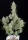 420 Fast Buds - Wedding Cheesecake Auto - 3 Stk feminisiert