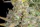 420 Fast Buds - Wedding Cheesecake Auto - 3 Stk feminisiert