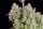 420 Fast Buds - Wedding Cheesecake Auto - 3 Stk feminisiert