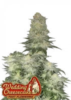 420 Fast Buds - Wedding Cheesecake FF - Fastflowering - 3...