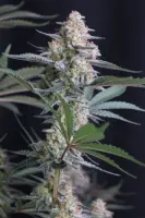420 Fast Buds - Lemon Tree Auto™