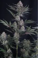 420 Fast Buds - Lemon Tree Auto™