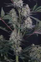 420 Fast Buds - Lemon Tree Auto™