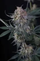 420 Fast Buds - Lemon Tree Auto™