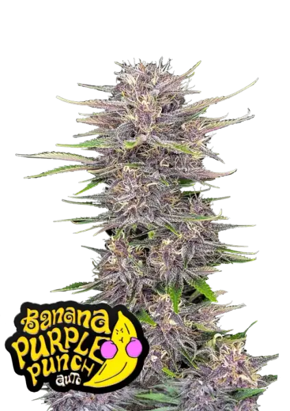 420 Fast Buds - Banana Purple Punch Auto